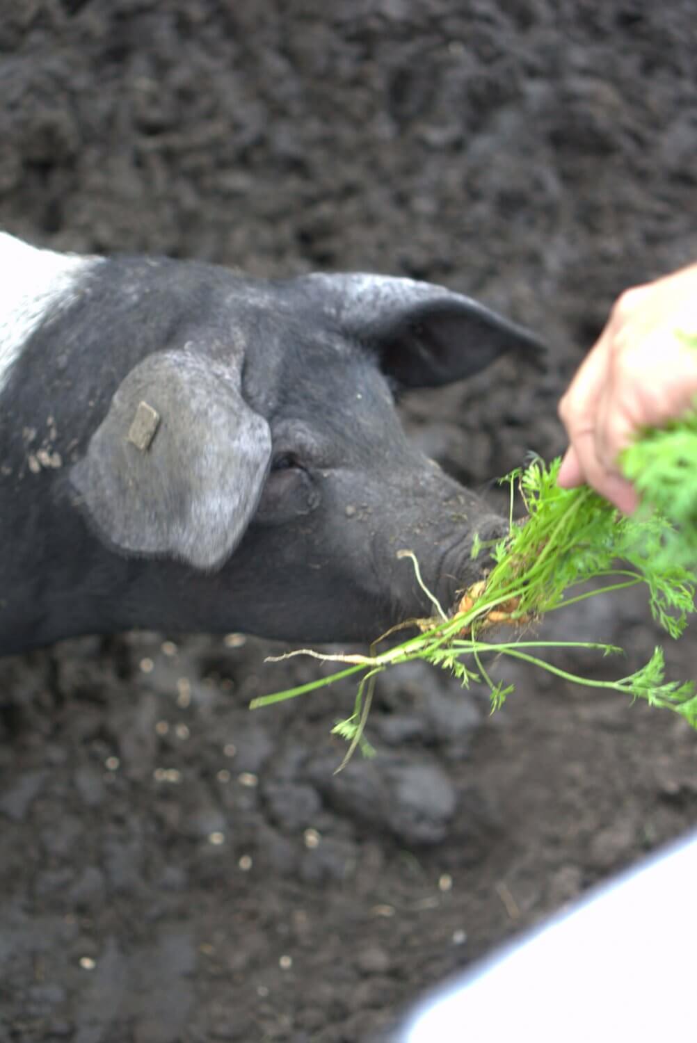piggeldy